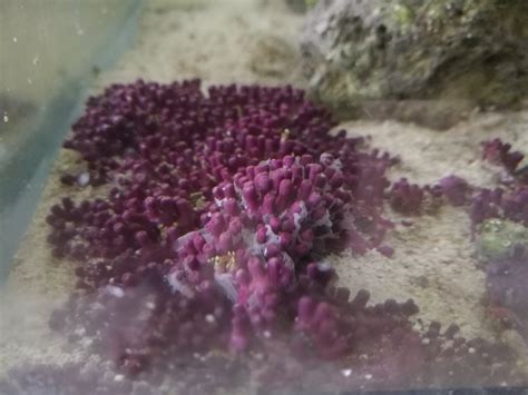 Green Star Polyps Help!! WHITE STUFF ON IT | Reef2Reef