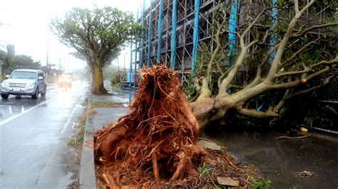 Two dead as Typhoon Trami batters Japan | SBS News