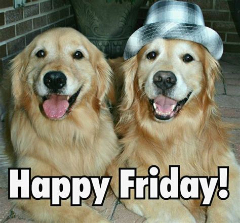 Happy Friday :) | Golden retriever, Friday dog, Dogs golden retriever