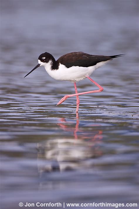 Ae'o 1 (Native Hawaiian Stilt) | Blog | Cornforth Images