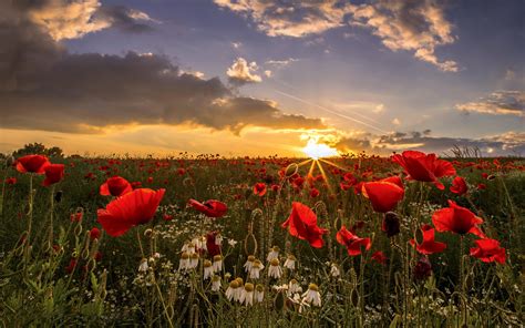 Poppy Fields At Sunset Wallpapers - Wallpaper Cave