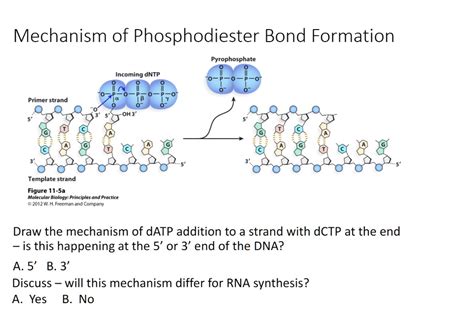 mechanism of phosphodiester bond formation pyrophosphate incoming dntp primer strand oh 3 ...