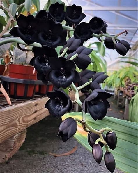 Catasetum Orchid : PlantGoths