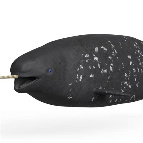 ArtStation - Narwhal Fish | Resources