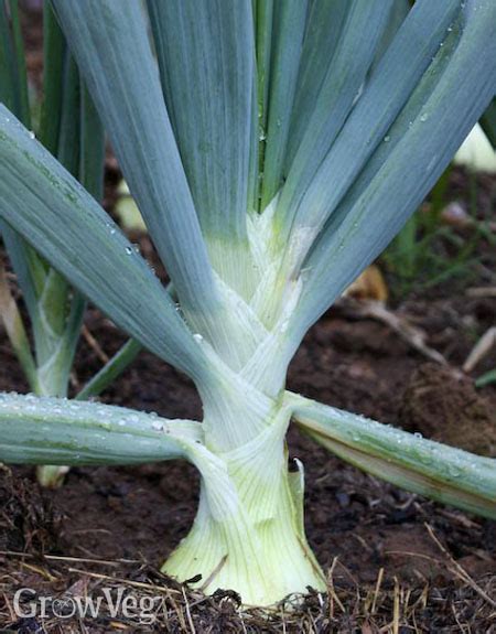 The Art of Harvesting Onions