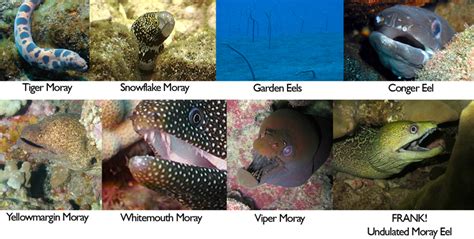 Frank, the cherished moray eel - Manta Ray Advocates Hawaii