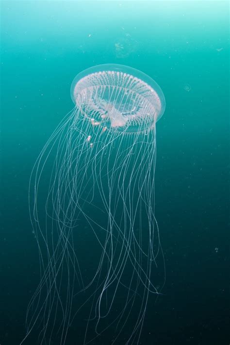 Fascinating jellyfish facts | Wildlife sightings | Marine Conservation Society | Marine ...