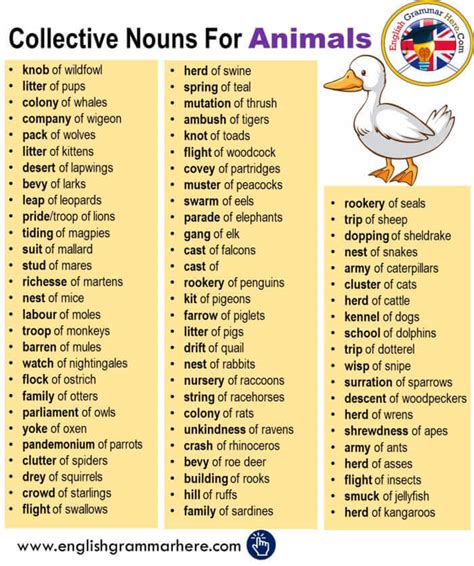 Collective Noun For Ducks - English Grammar Here