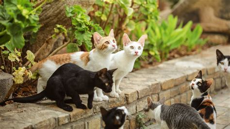 Feral Cats | Jessamine County Animal Care