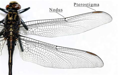 Insect wing - Wikiwand