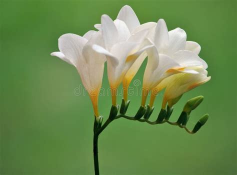 White freesia stock photo. Image of isolated, plant, floral - 3448268