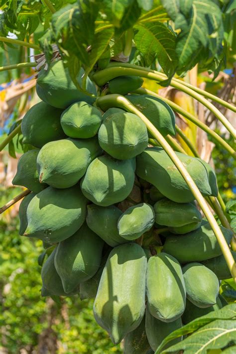 Growing Papaya Free Stock Photo - Public Domain Pictures