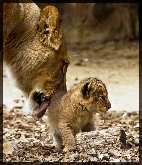 Beautiful Photos of Lion Cubs You Must Not Miss - Utterly Cute Yet Dangerous From Youth