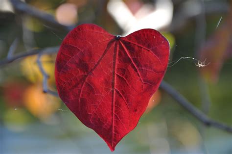 Heart Shaped Red Leaf in Flower Garden