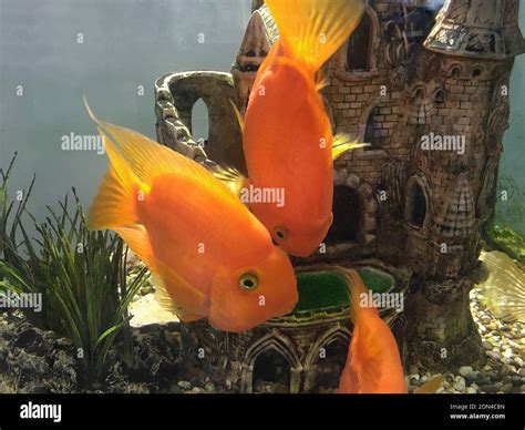 Big Bright Orange fish in an aquarium. Natural background Stock Photo ...