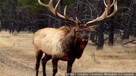 Yellowstone Elk Herd at Highest Level Since '05 | Local News | kpvi.com