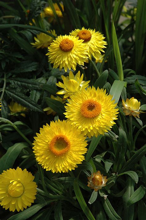 Dreamtime Jumbo Yellow Strawflower (Bracteantha bracteata 'Dreamtime Jumbo Yellow') in ...