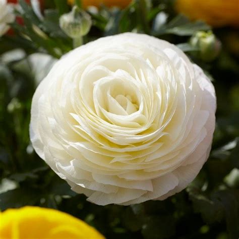 Shop Ranunculus Flower Bulbs | American Meadows