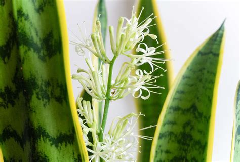 How to Get a Snake Plant to Bloom Indoors