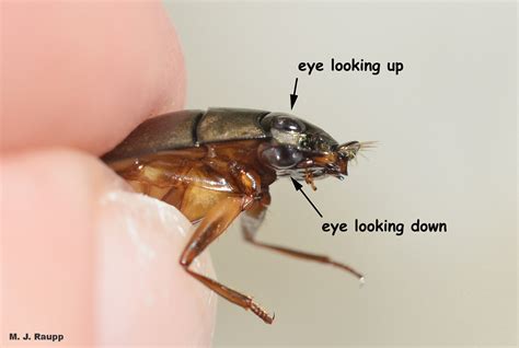 Why four eyes? Whirligig beetles, Gyrinidae — Bug of the Week
