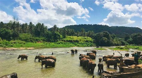 Udawalawe National Park Top Tours and Tips | experitour.com