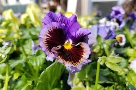 Tips for Growing Winter Pansies (Viola hiemalis) | Gardener’s Path