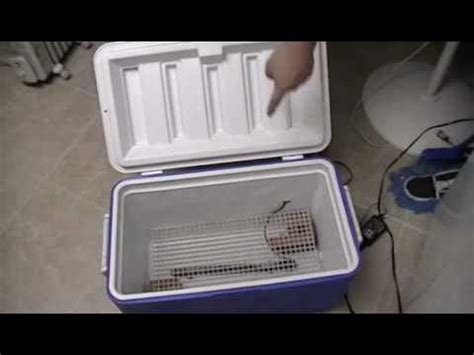 Learn Homemade chicken egg incubator made from styrofoam cooler