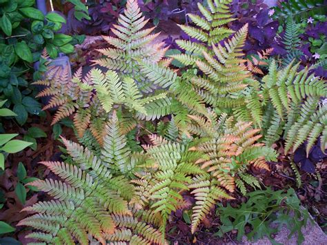 Autumn Graphics Picture: Autumn Fern