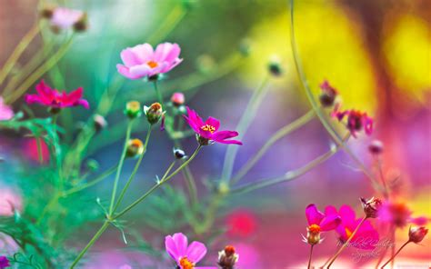 Bing Flowers Wallpapers - Wallpaper Cave