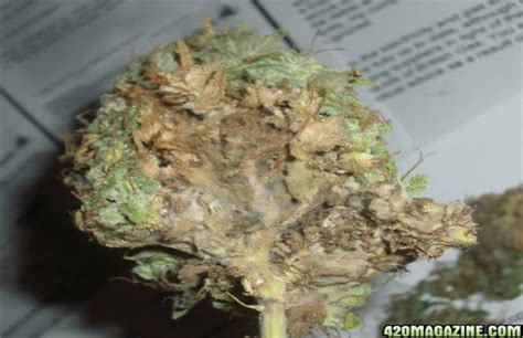 Moldy Marijuana - The Best Weed Strains Right Now | Complex