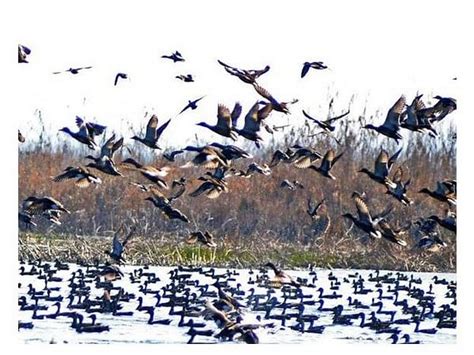 Migratory birds start arriving at wetlands in the Kashmir valley – ThePrint – ANIFeed