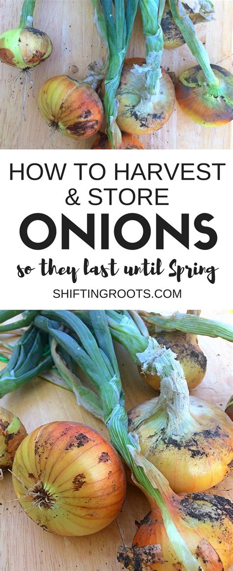 How to Harvest and Preserve Onions | SHIFTING ROOTS