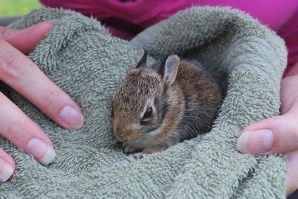 What To Feed A Wild Baby Cottontail Rabbit - Baby Viewer