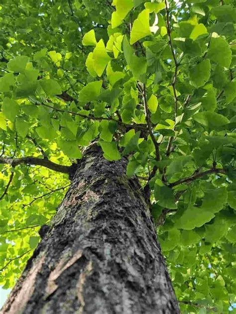 Ginkgo Tree Symbolism and Meanings: The Ultimate Guide - SimplyBeyondHerbs