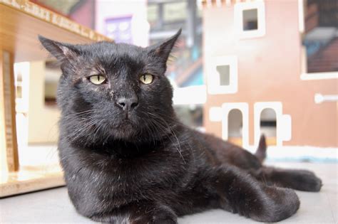 Black Cat Adoption Special - Black Cat Adoption Special