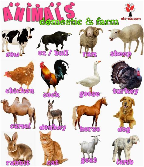 Domestic and farm animals | www.elt-els.com