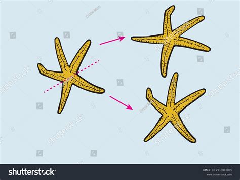 Starfish Sea Star Regeneration Reproductive By Stock Vector (Royalty Free) 2213016005 | Shutterstock