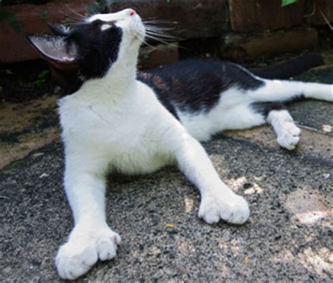 Polydactyl Cats: Hemingway's Favorite Felines With Extra Toes - Vetstreet | Vetstreet