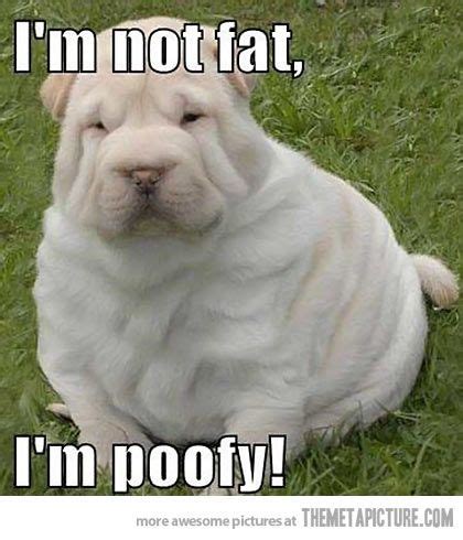 fat dogs