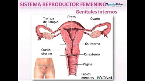 Sistema Reproductor Femenino. Introducción - YouTube