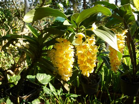 Free photo: Flowers in the Garden - Blooming, Flower, Fragrance - Free ...