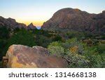 Trees and plants at Big Bend National Park, Texas image - Free stock photo - Public Domain photo ...