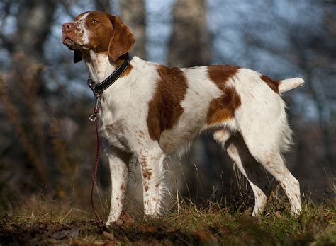 Brittany Spaniel - Wikipedia