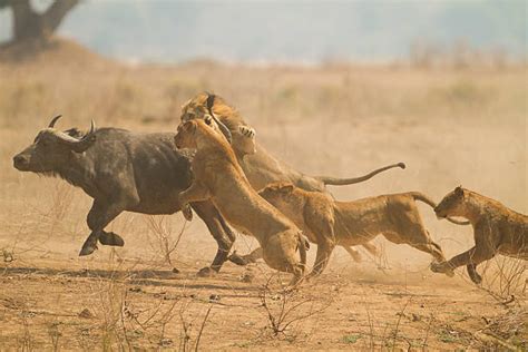 Royalty Free Lion Hunting Pictures, Images and Stock Photos - iStock