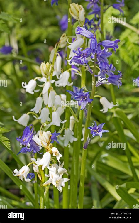 Mixed blue and white Spanish Bluebells Stock Photo - Alamy