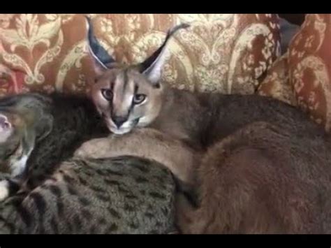 Floppa Afina Taking Care of Savannah Cat Alex : Caracal - YouTube