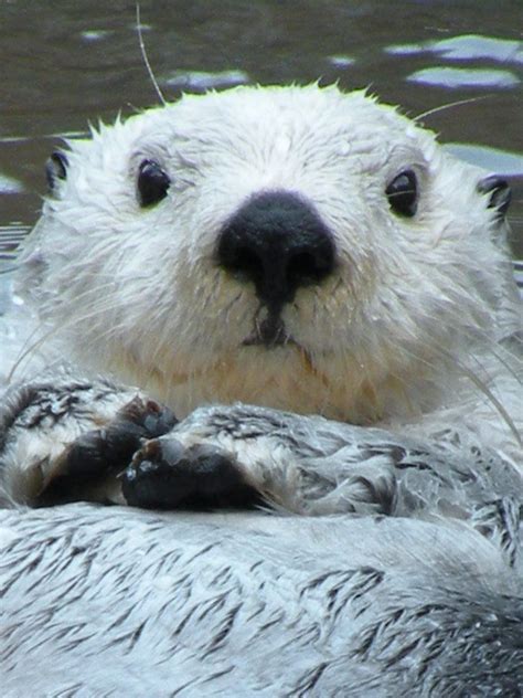 CUTE WHITE SEA OTTER | Otters, Cute animals, Sea otter