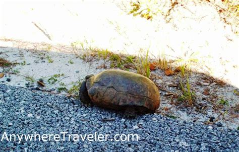 Camping in Everglades, Florida | AnywhereTraveler