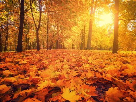 Trees With Orange Fall Foliage: What Trees Have Orange Leaves In Fall