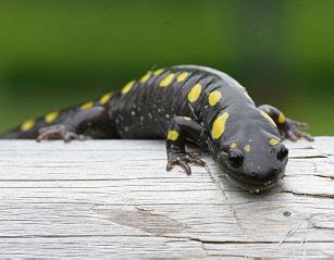 Spotted Salamander Facts for Kids